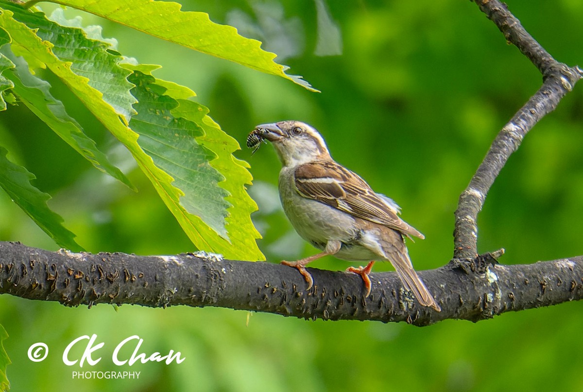 Russet Sparrow - ML620635454