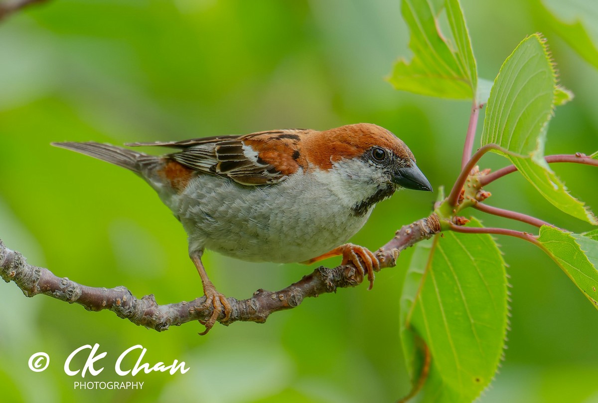 Russet Sparrow - Chee Keong Chan