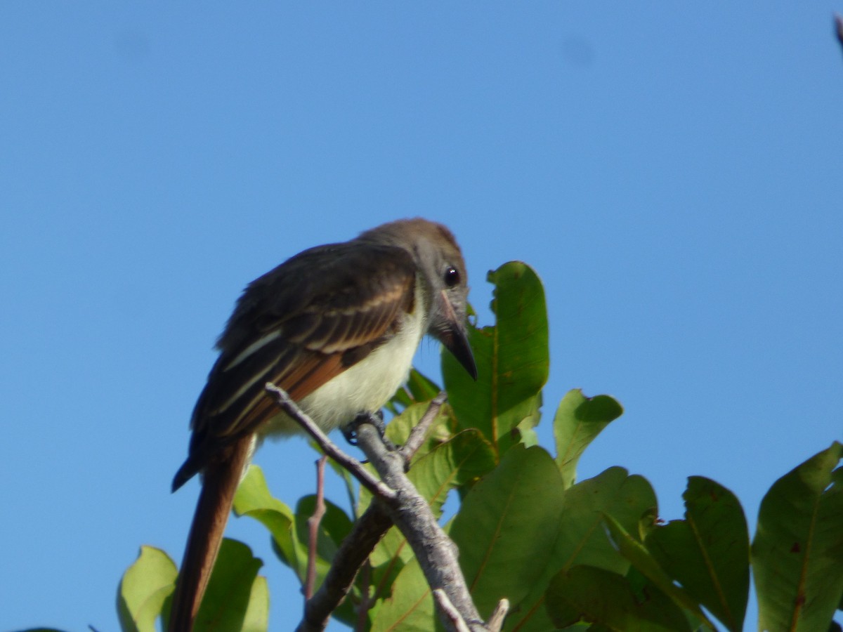 Great Crested Flycatcher - ML620635457