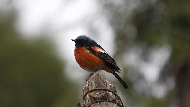 White-throated Redstart - ML620635460