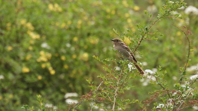 White-throated Redstart - ML620635461