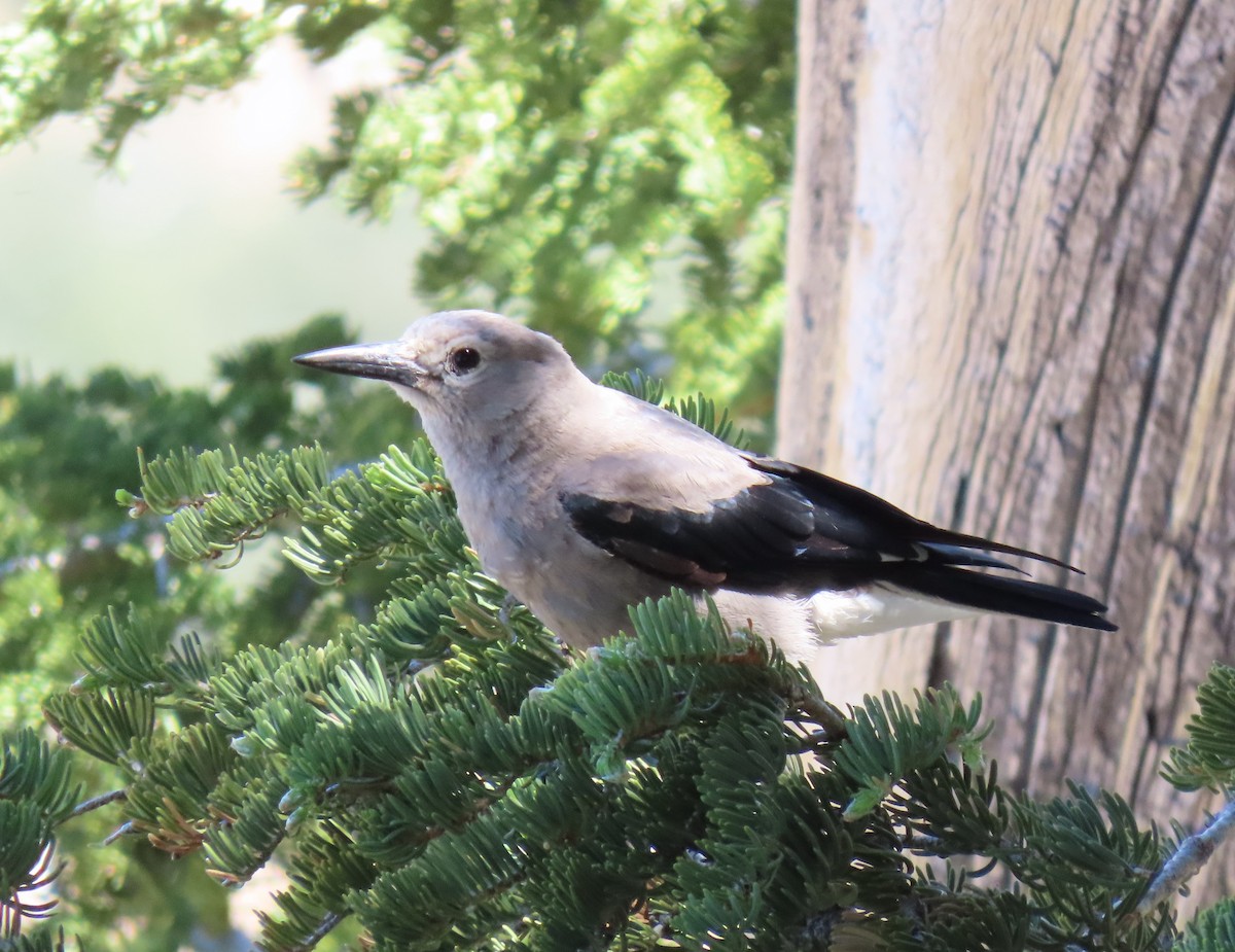 Clark's Nutcracker - ML620635462