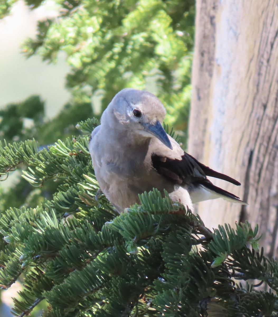 Clark's Nutcracker - ML620635463