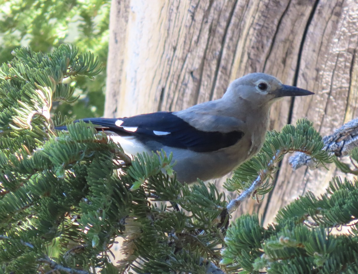 Clark's Nutcracker - ML620635465