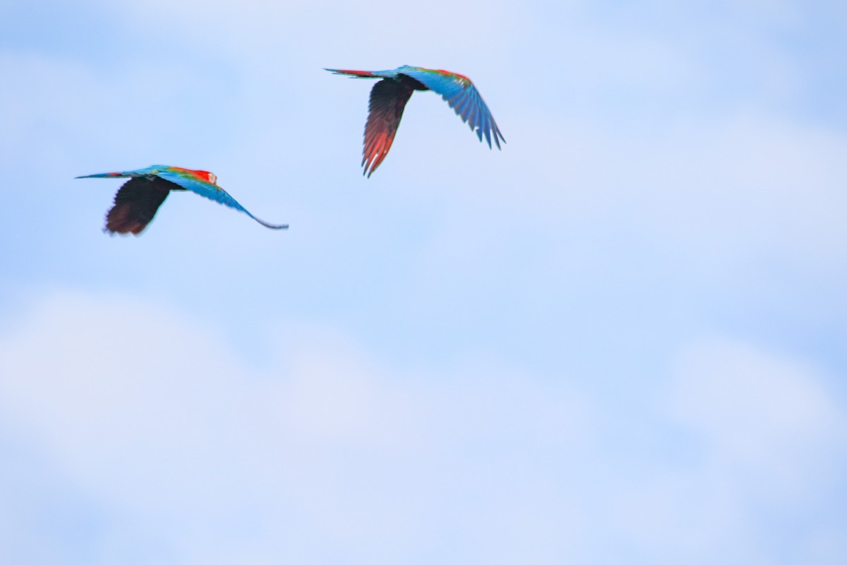 Red-and-green Macaw - ML620635467