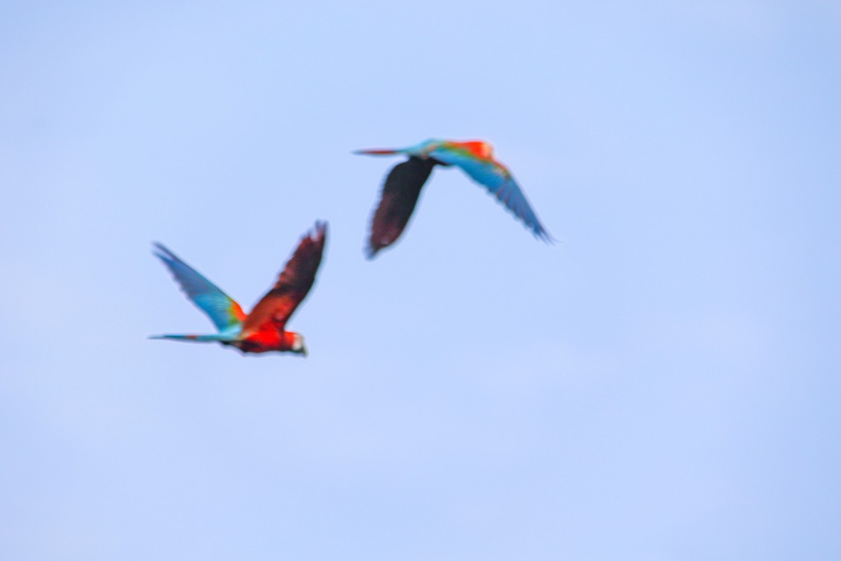 Red-and-green Macaw - ML620635468