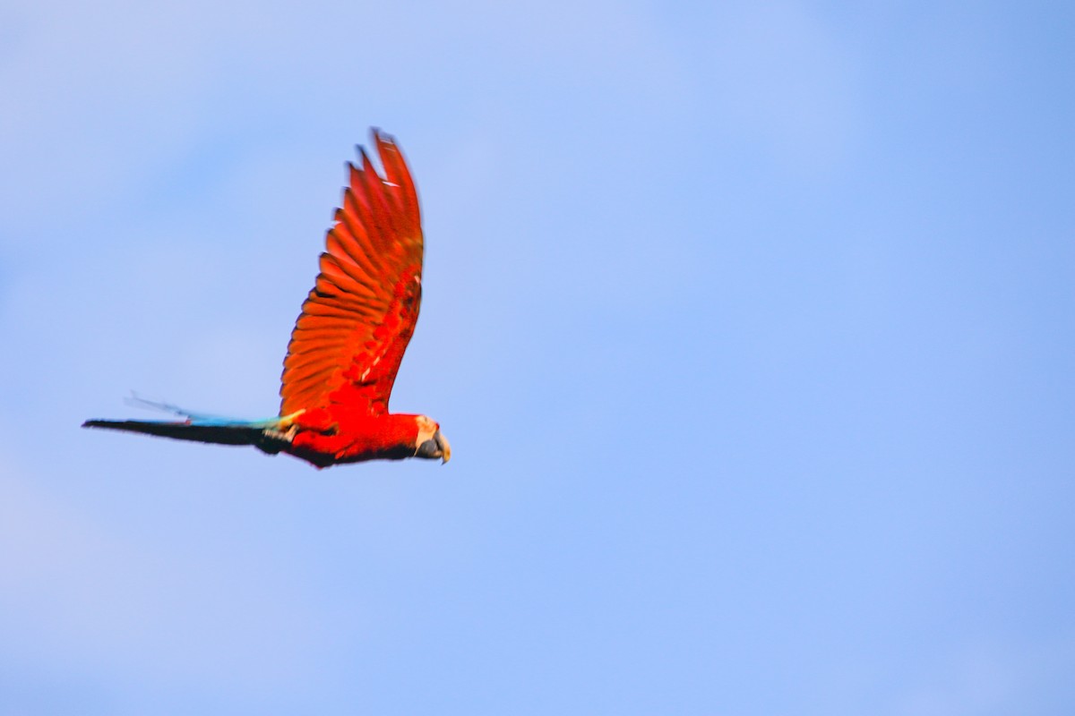 Red-and-green Macaw - ML620635469