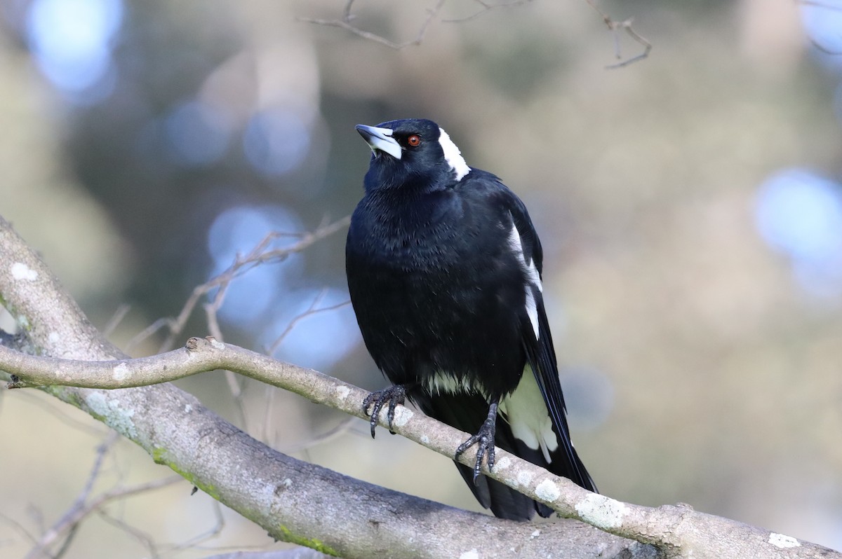 Australian Magpie - ML620635470