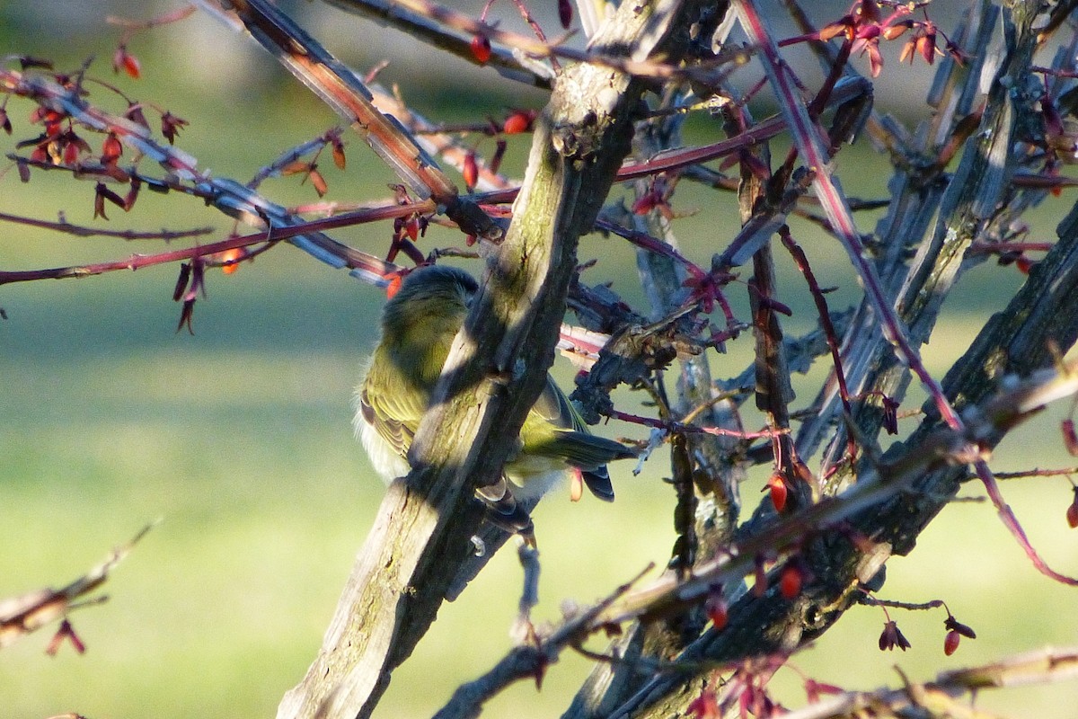 Red-eyed Vireo - ML620635472