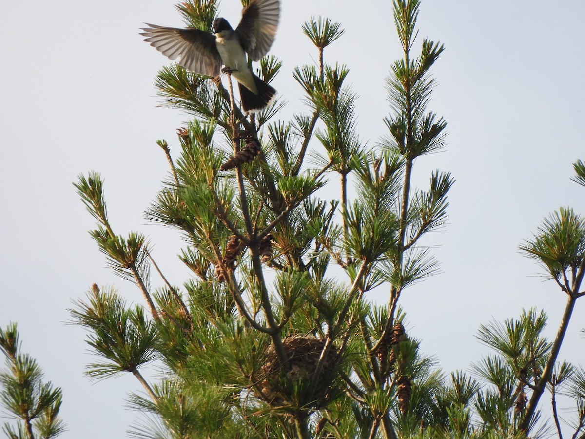 Eastern Kingbird - ML620635476