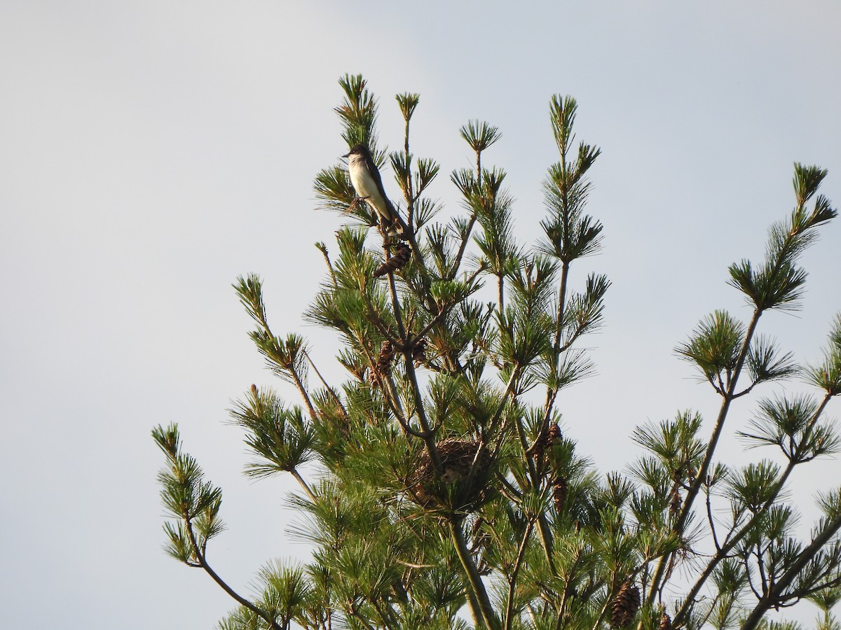 Eastern Kingbird - ML620635478