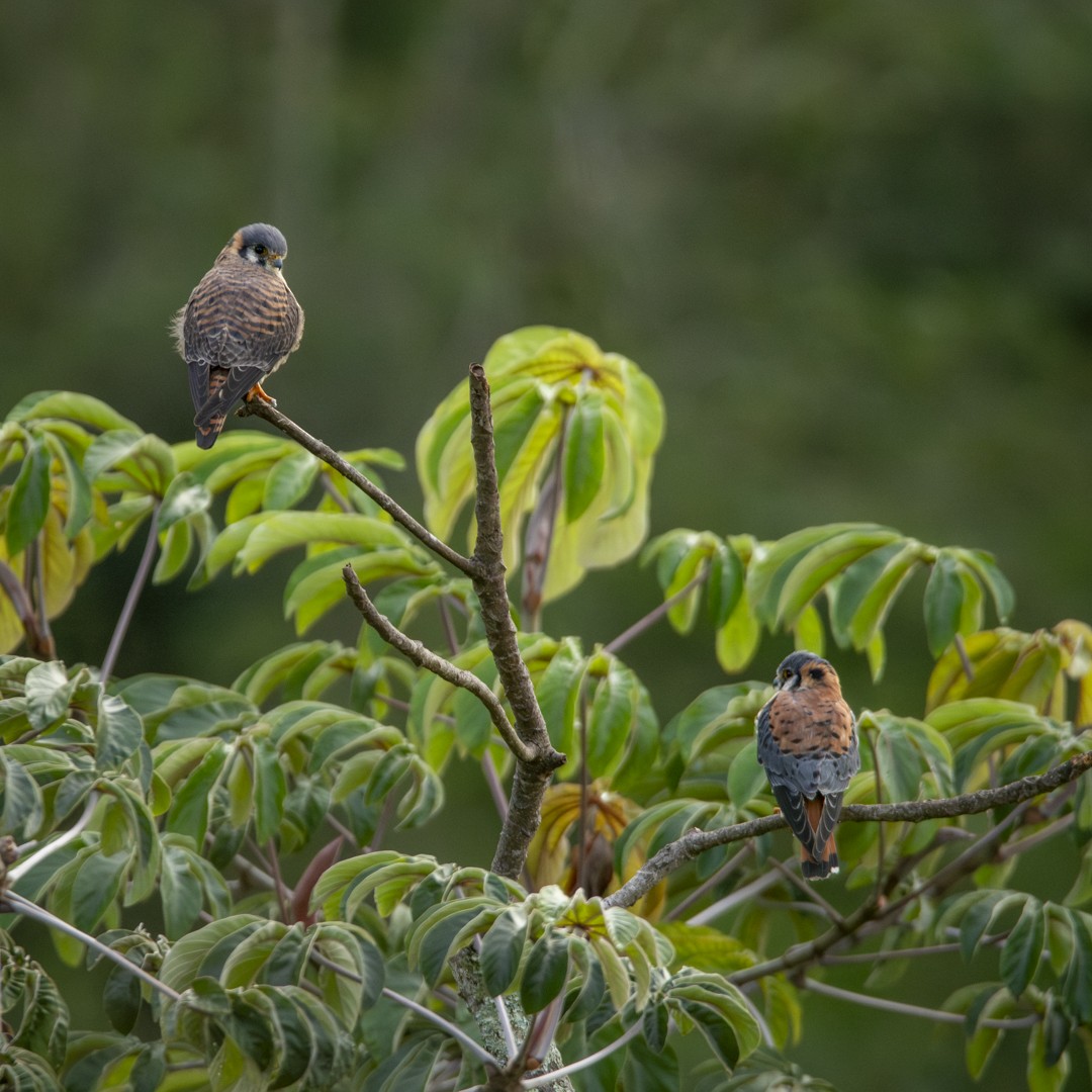 American Kestrel - ML620635479