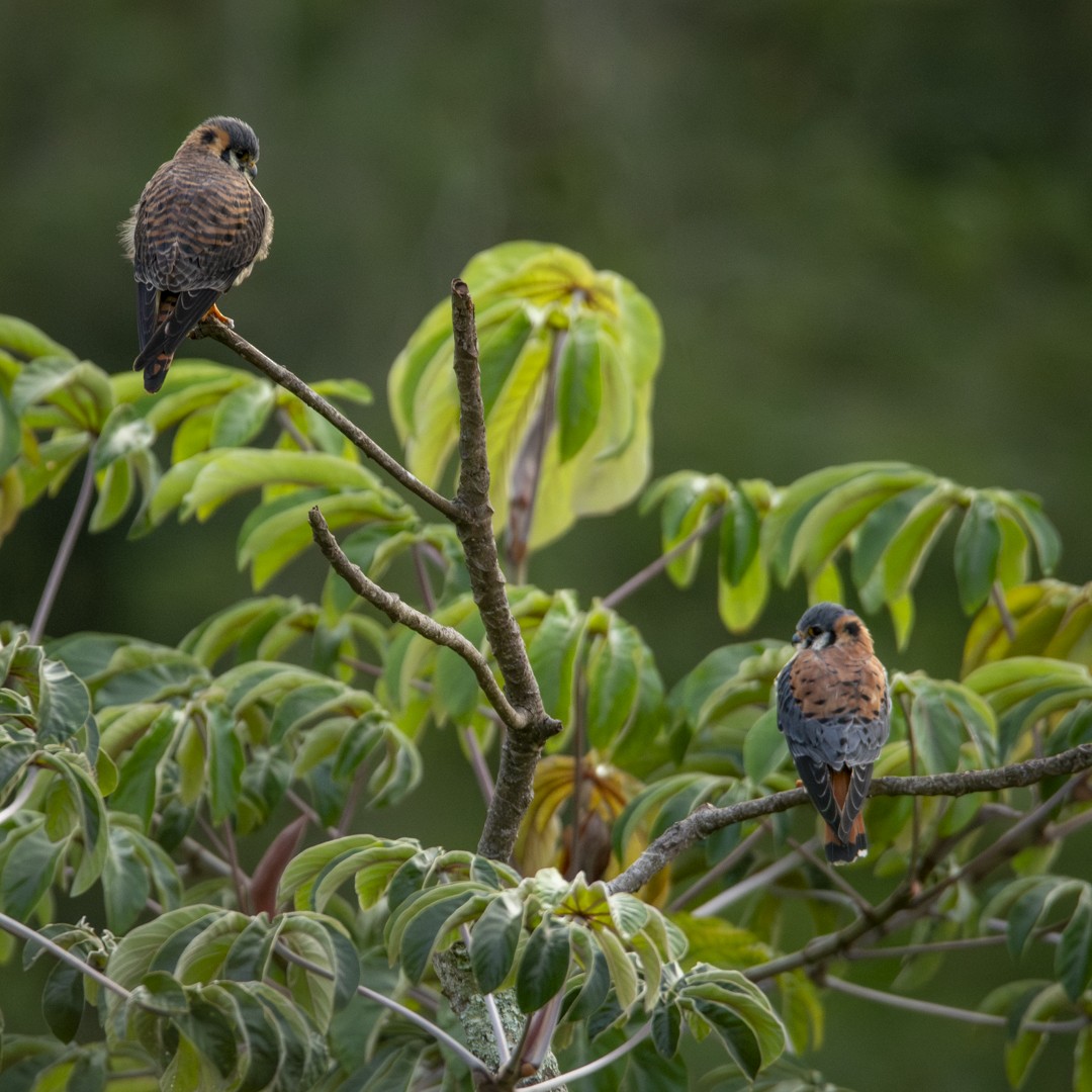 American Kestrel - ML620635480