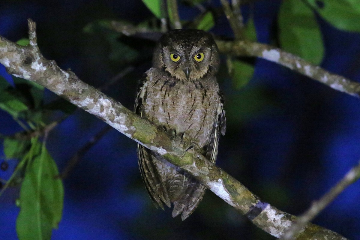 Mantanani Scops-Owl - ML620635499