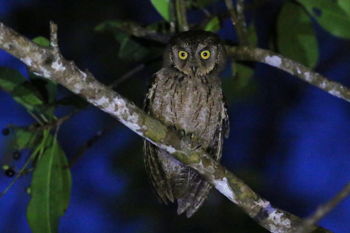 Mantanani Scops-Owl - ML620635503