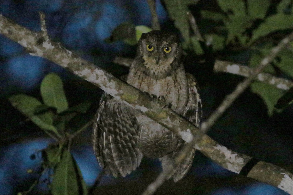 Mantanani Scops-Owl - ML620635505