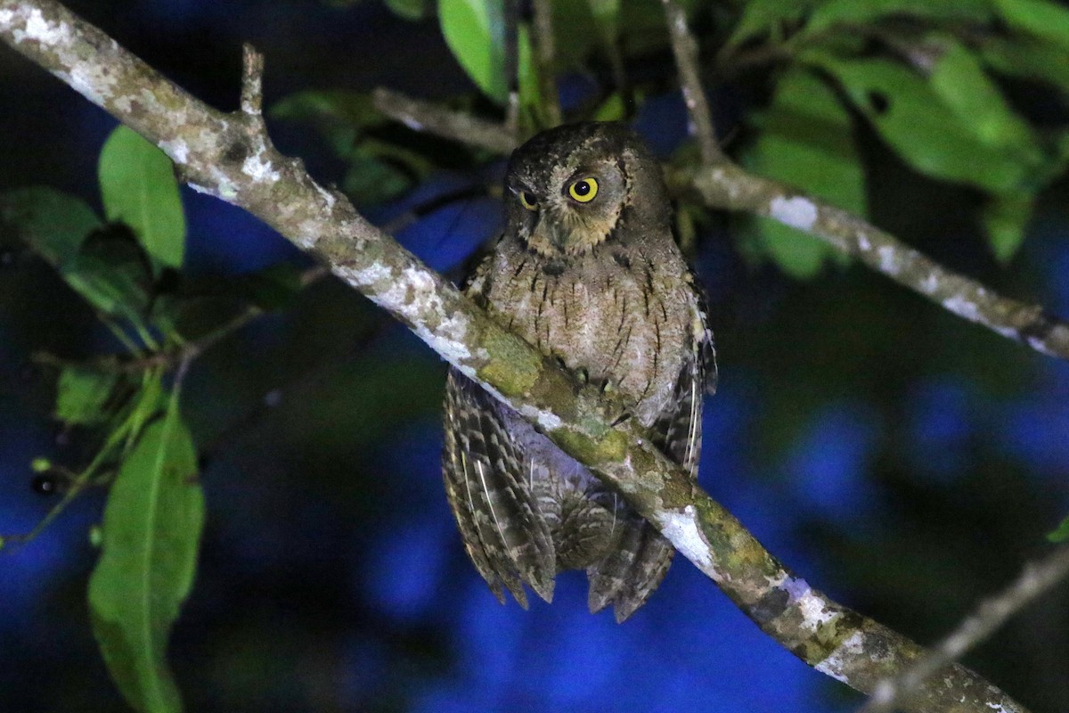 Mantanani Scops-Owl - ML620635506