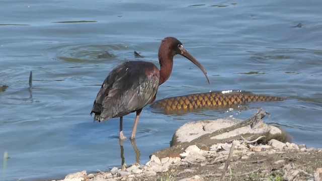 Glossy Ibis - ML620635512