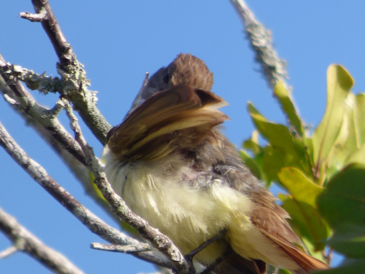 Great Crested Flycatcher - ML620635515