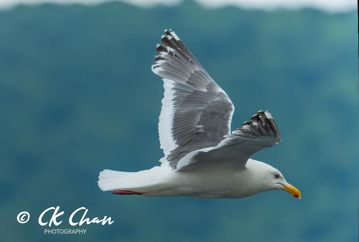 Slaty-backed Gull - ML620635516