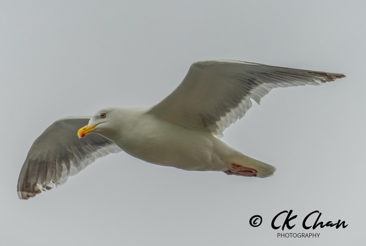 Slaty-backed Gull - ML620635517