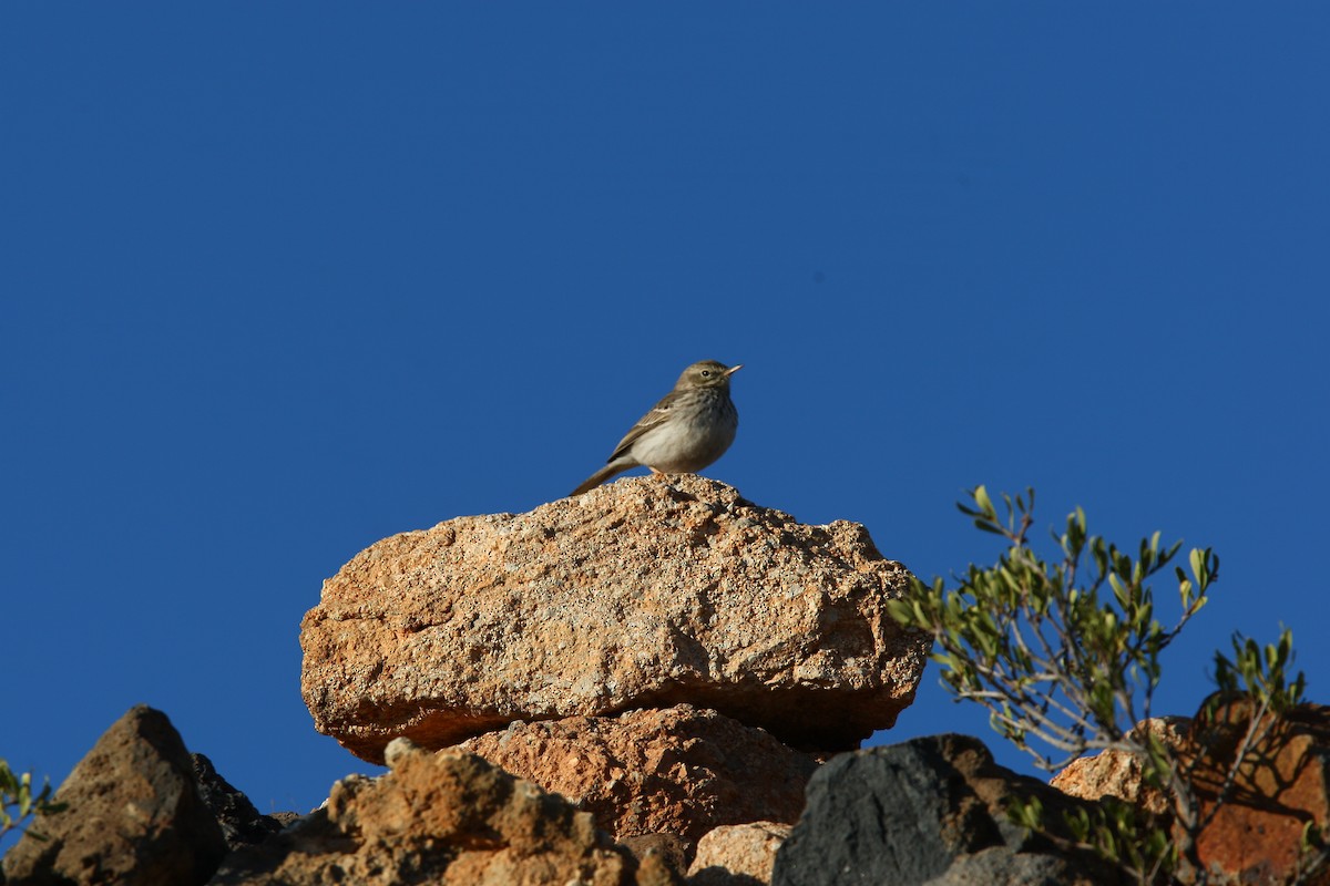 Berthelot's Pipit - ML620635518