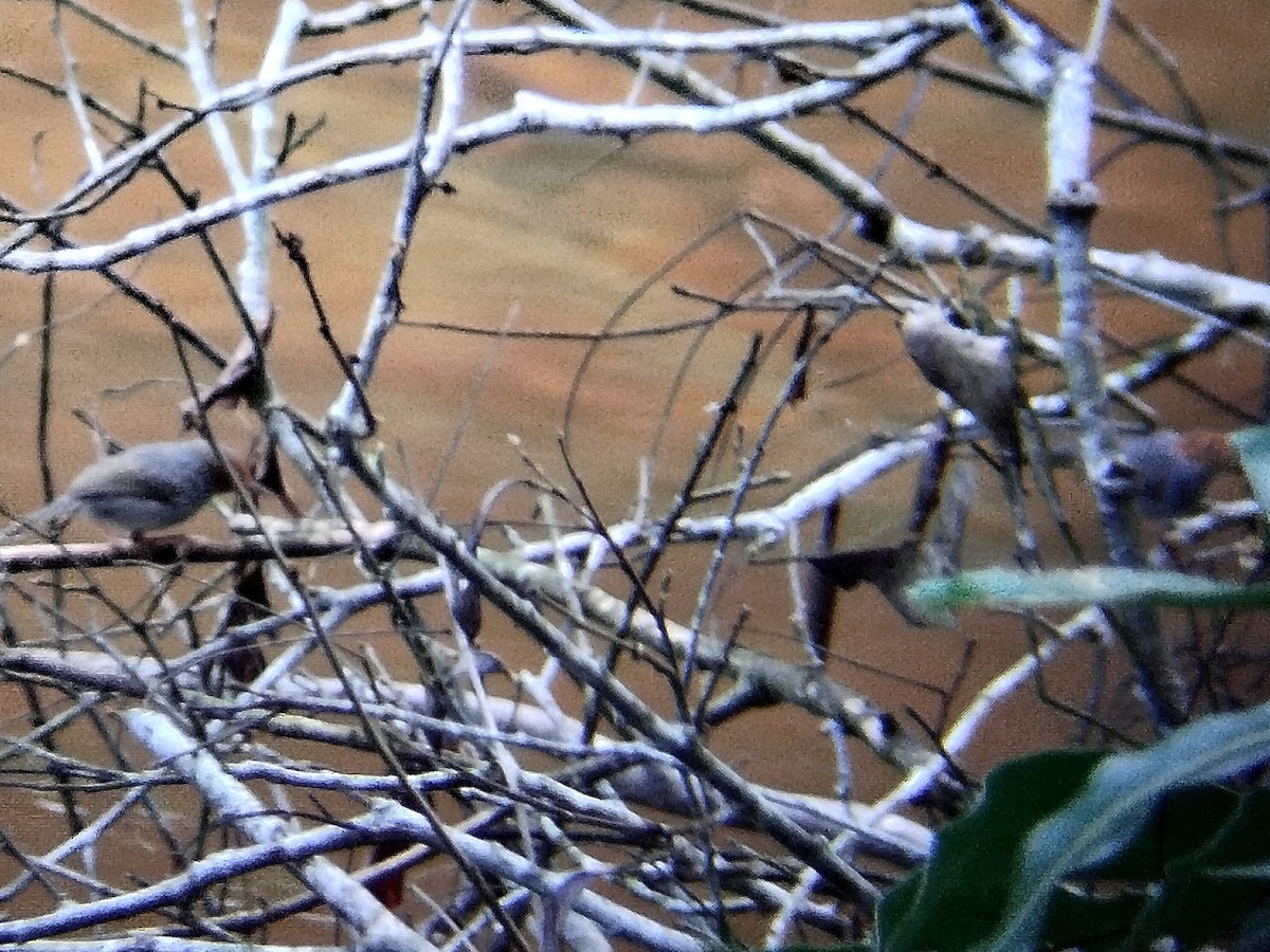 Ashy Tailorbird - ML620635520