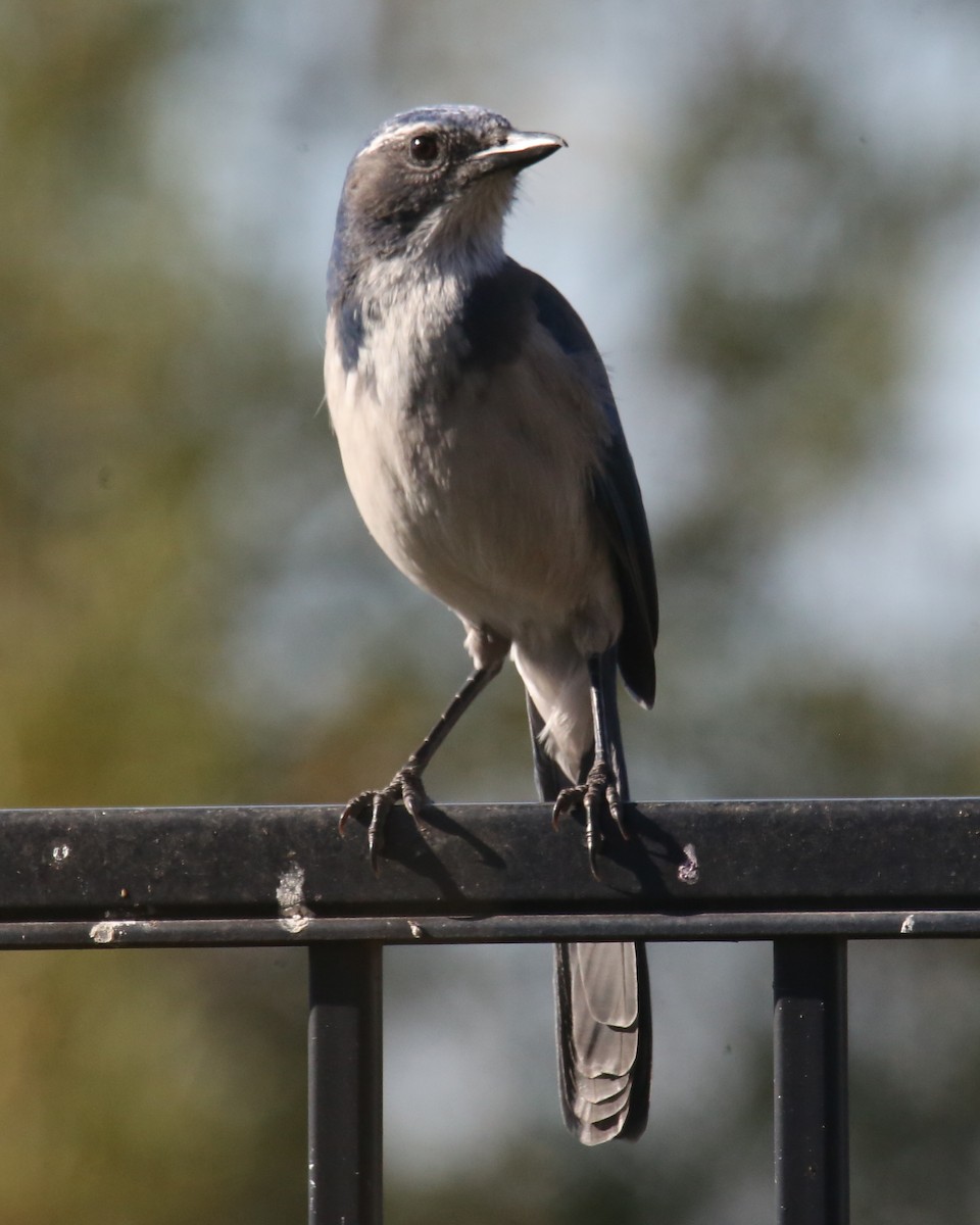 California Scrub-Jay - ML620635522