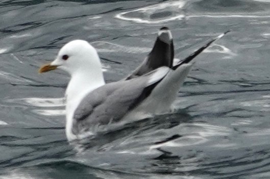 Common Gull - ML620635524