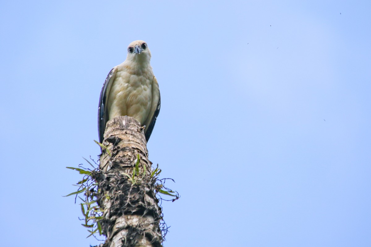 White Hawk (Black-tailed) - ML620635525