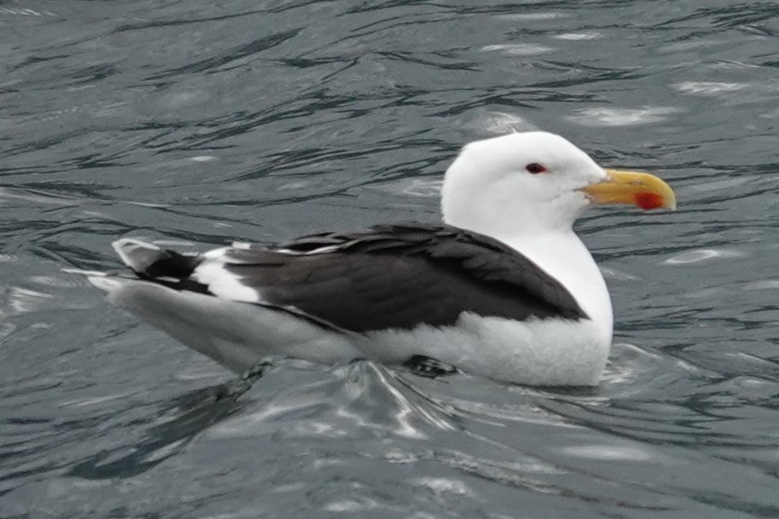 Great Black-backed Gull - ML620635530