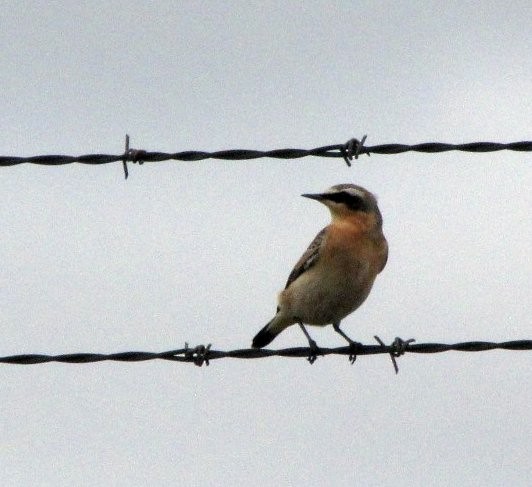 Northern Wheatear - ML620635532