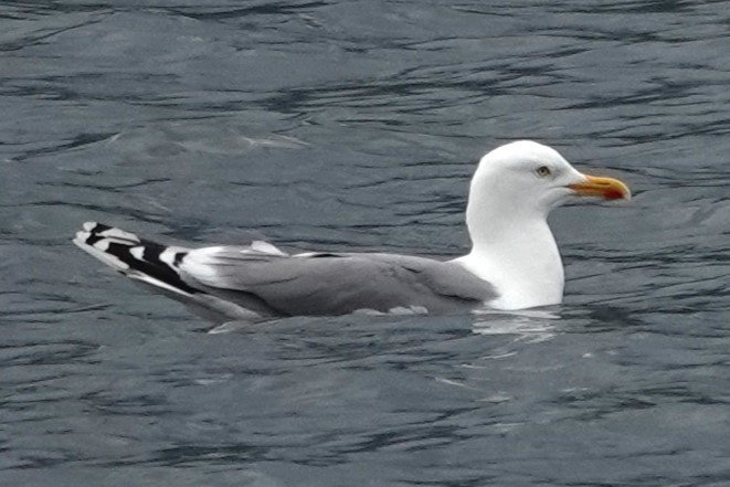 Goéland argenté - ML620635535