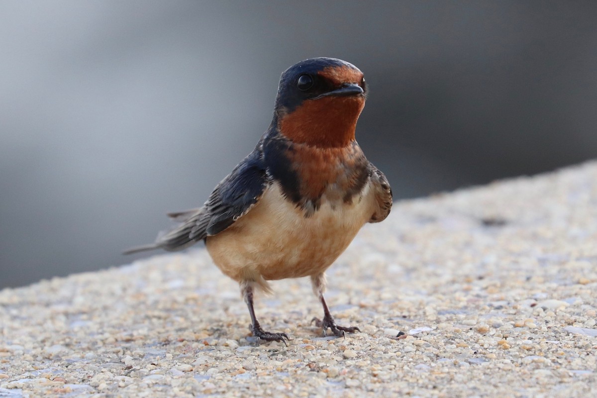 Barn Swallow - ML620635537