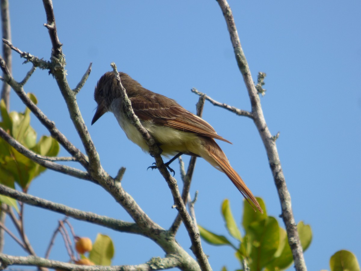 Great Crested Flycatcher - ML620635541