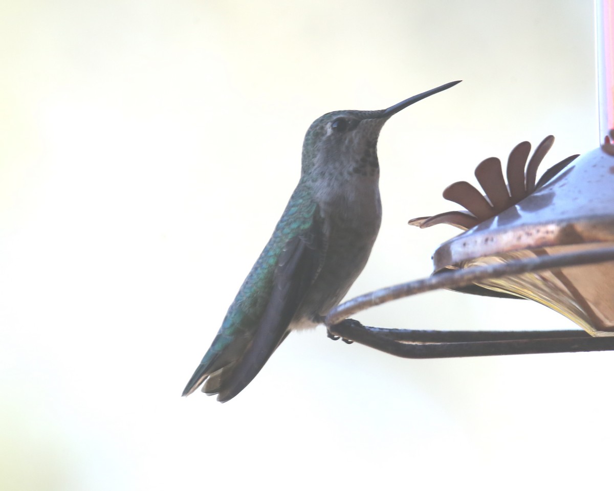 Anna's Hummingbird - ML620635543