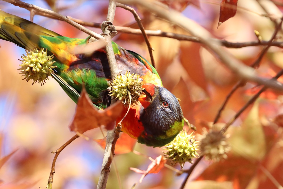 Rainbow Lorikeet - ML620635545