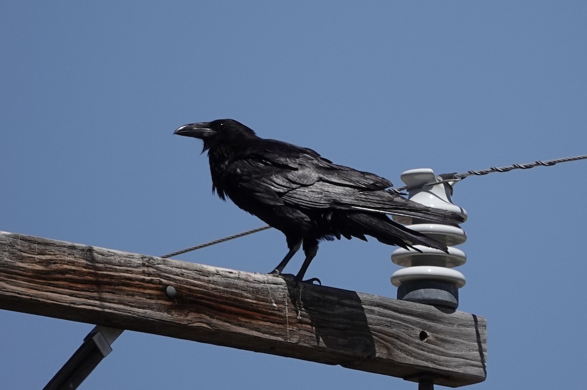 Common Raven - ML620635547