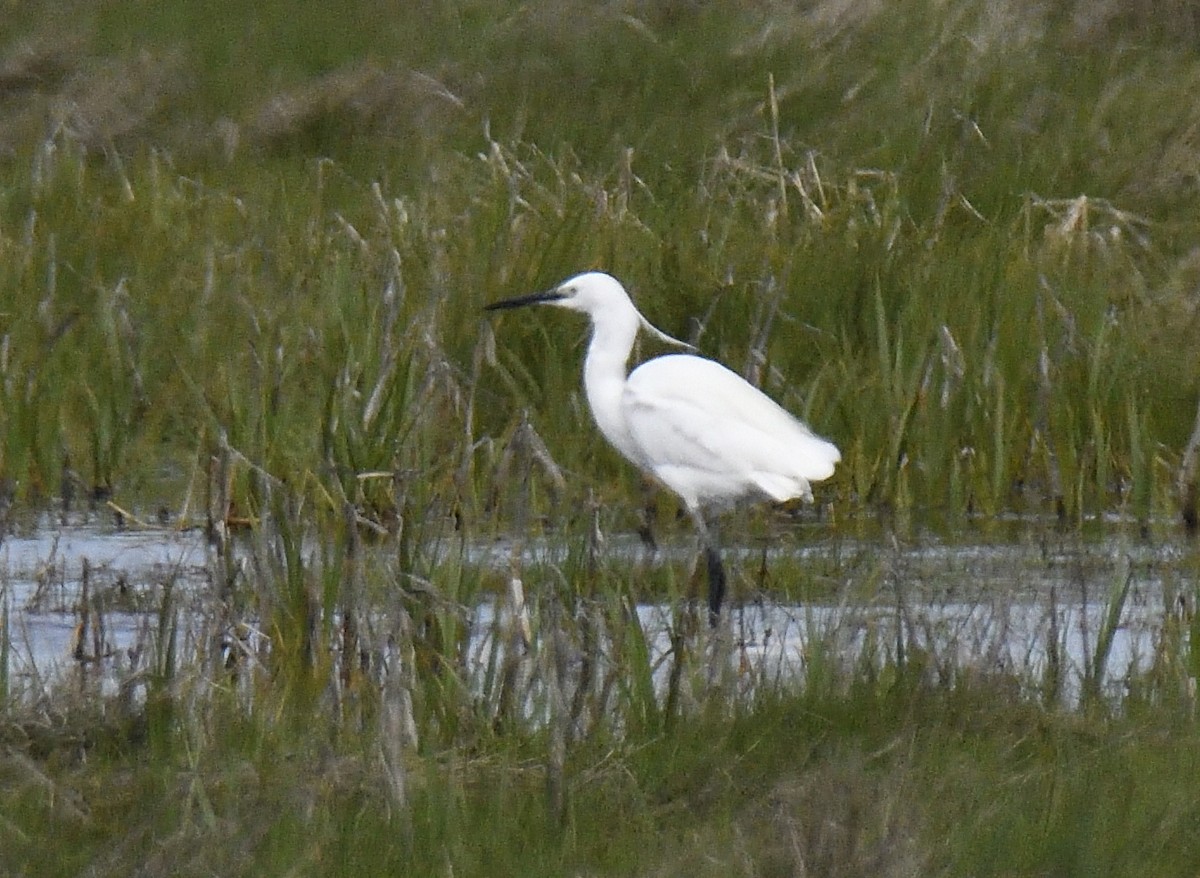 Little Egret - ML620635549