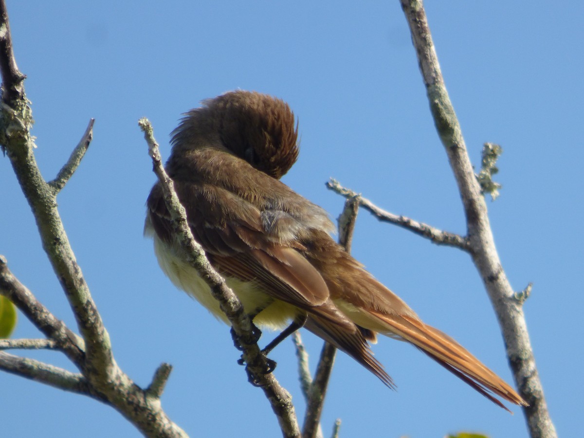 Great Crested Flycatcher - ML620635551