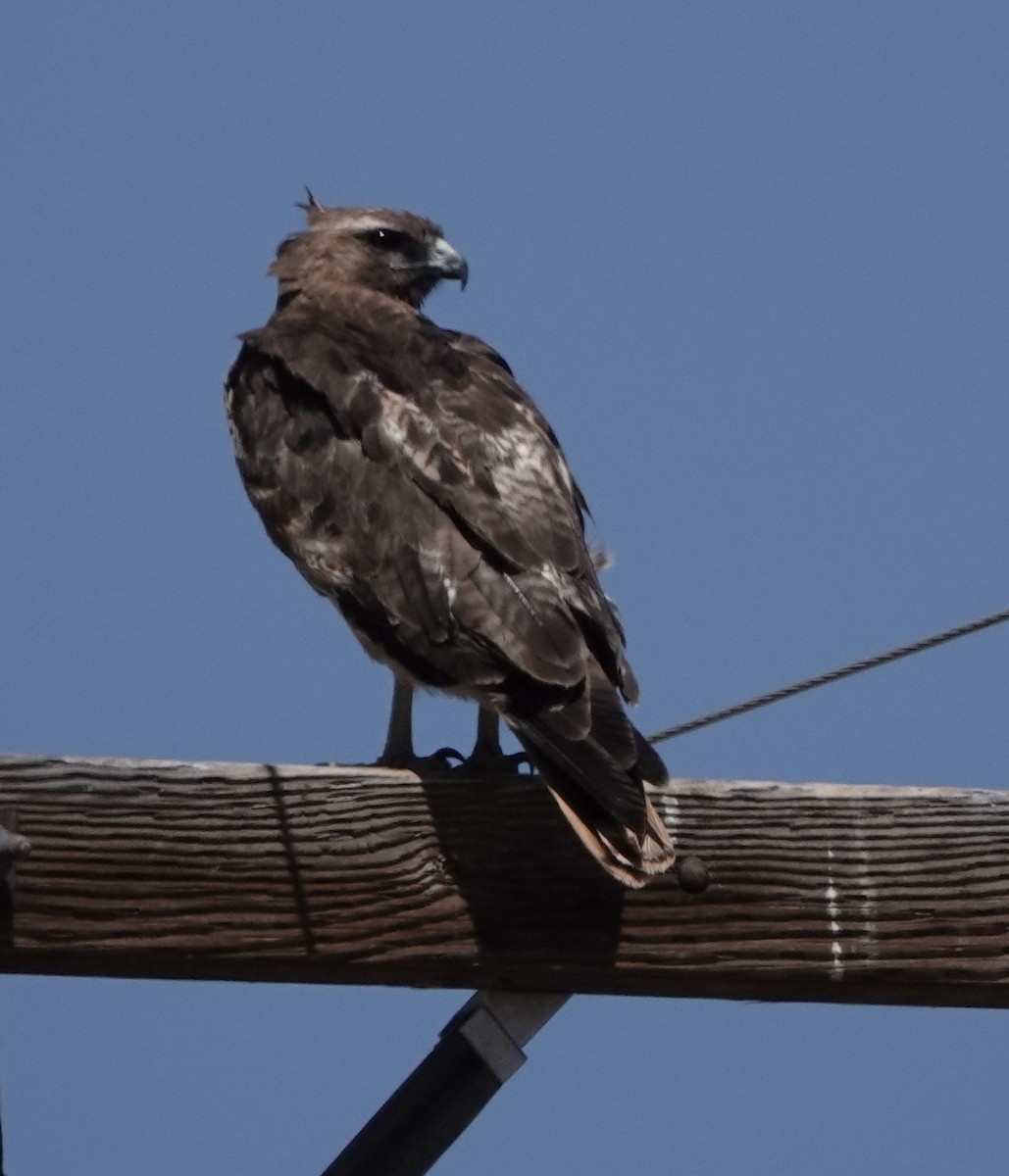 Red-tailed Hawk - ML620635552