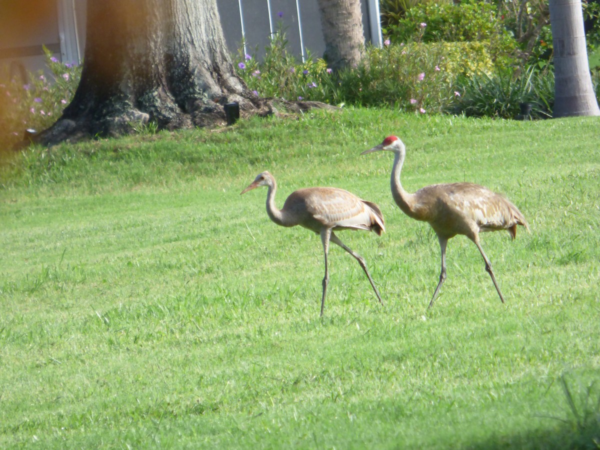 Sandhill Crane - ML620635556