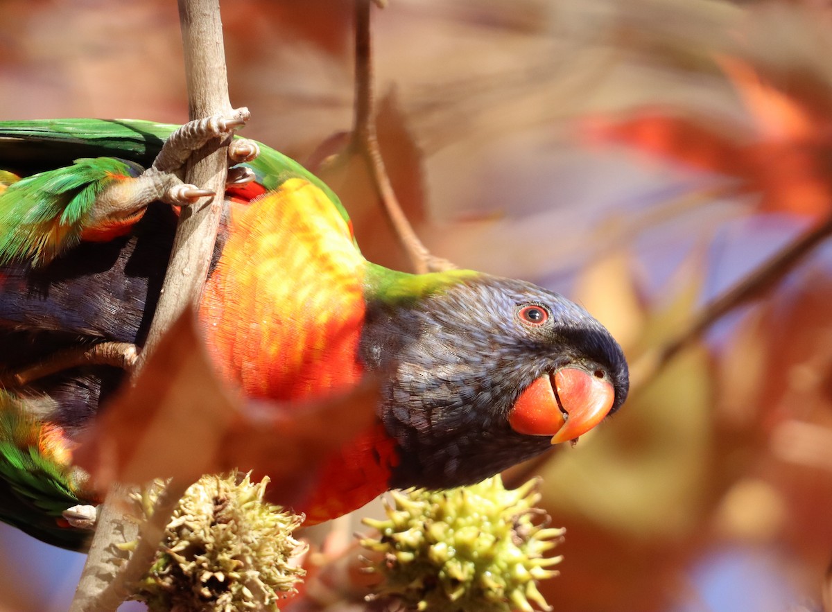 Rainbow Lorikeet - Izzy Cahn