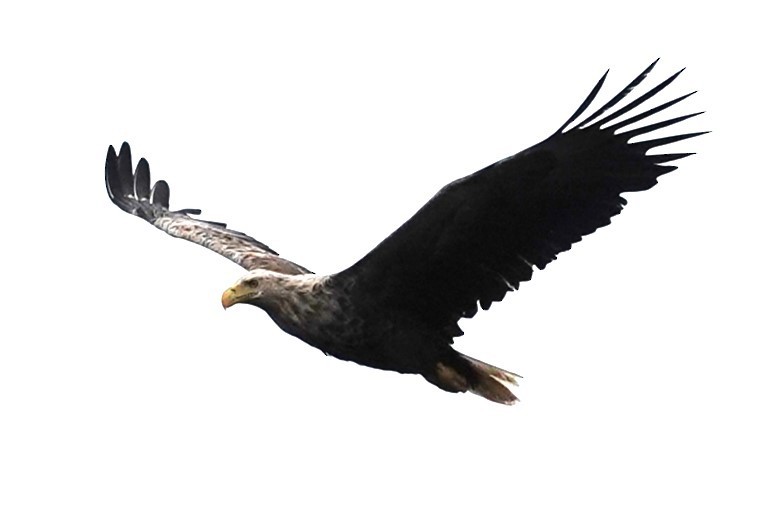 White-tailed Eagle - ML620635561