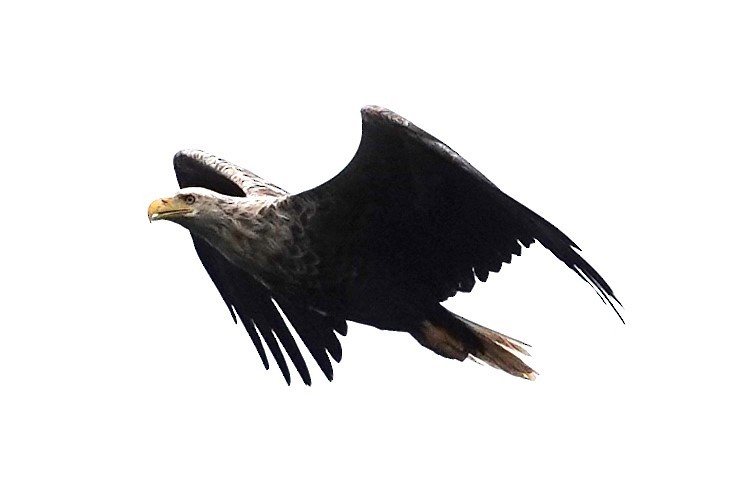 White-tailed Eagle - ML620635562