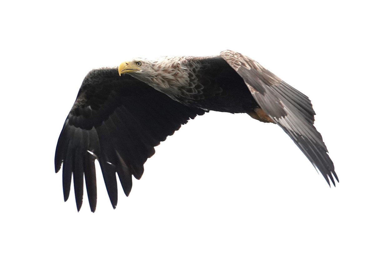 White-tailed Eagle - ML620635563