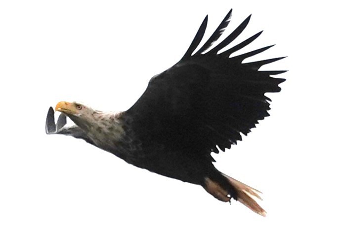 White-tailed Eagle - ML620635565