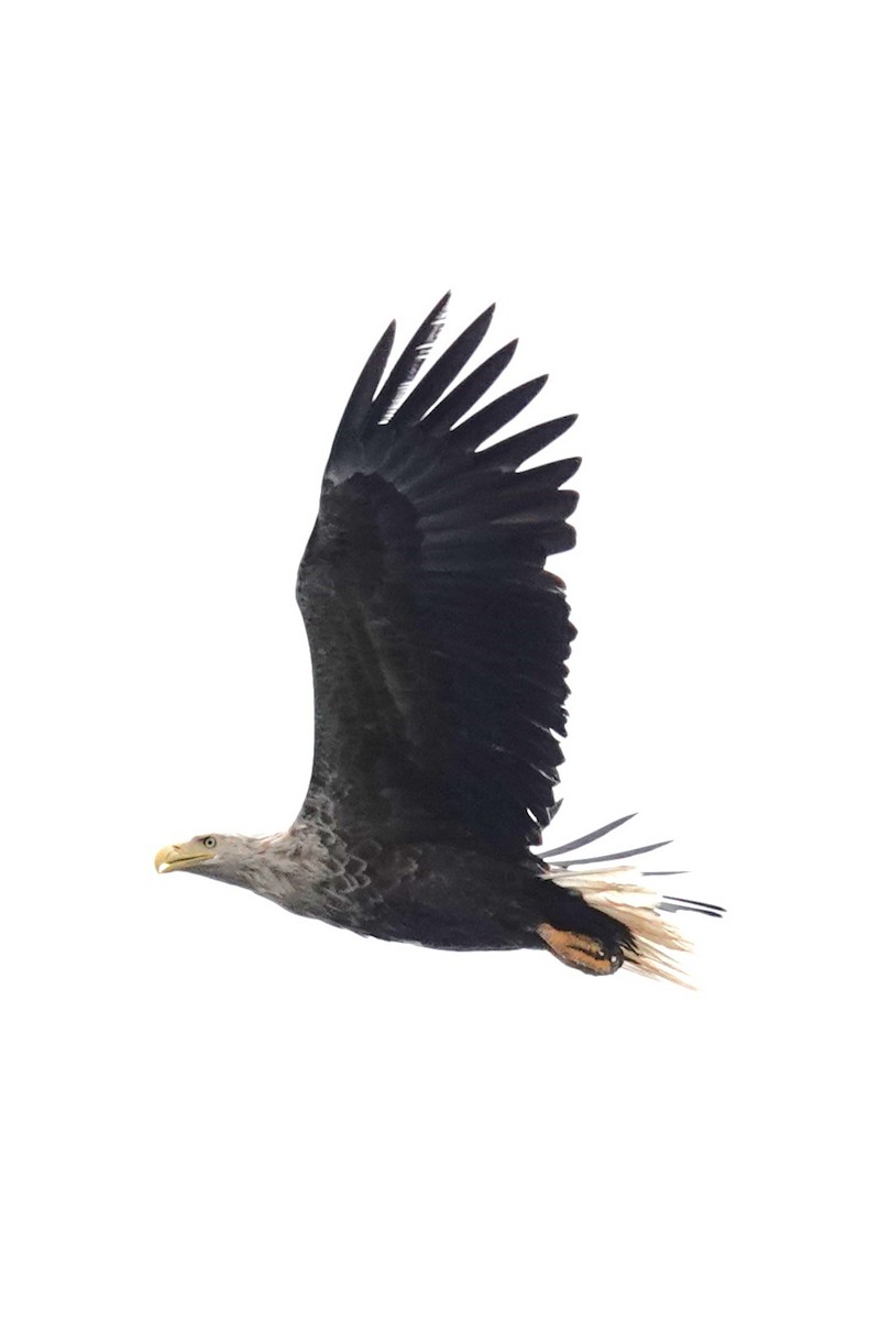 White-tailed Eagle - ML620635566