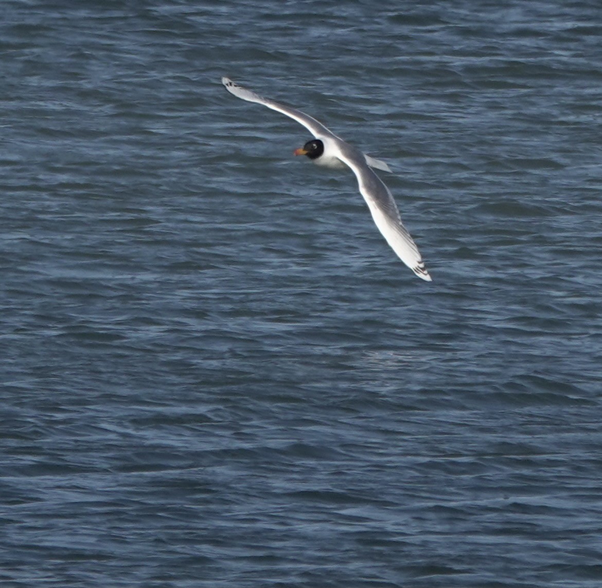 Pallas's Gull - Martin Kennewell