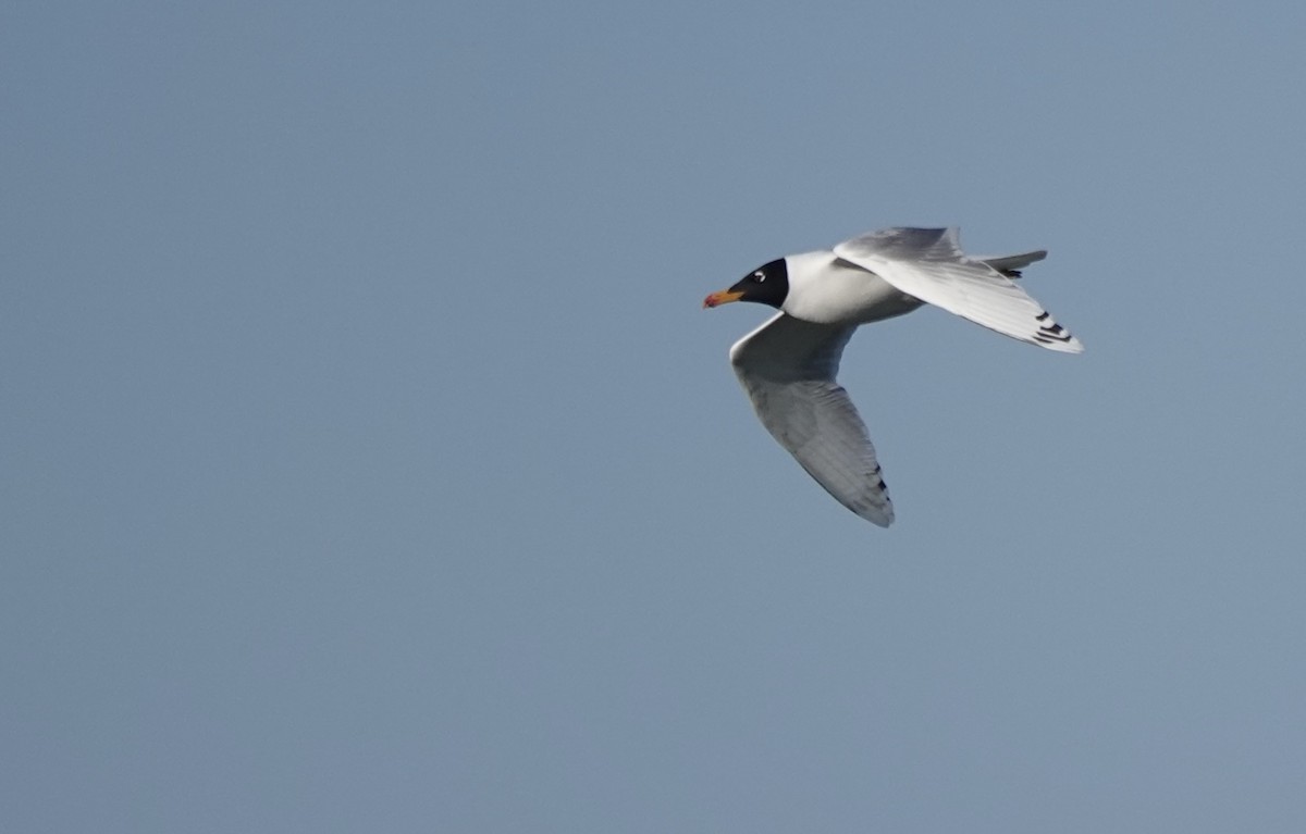 Pallas's Gull - ML620635572